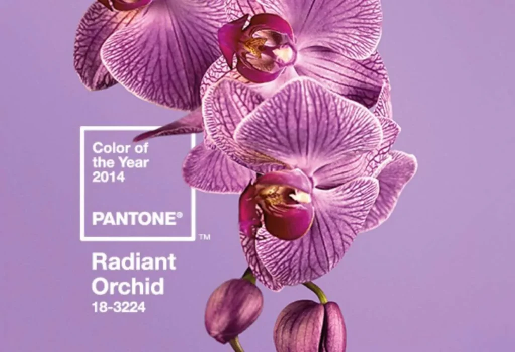 Colore "Radiant Orchid", colore dell'anno Pantone 2014