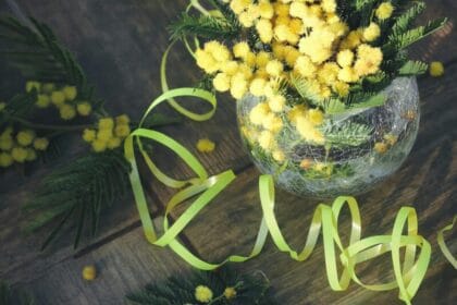 vaso di vetro con rametti di mimosa fresca e nastri gialli decorativi su un pavimento in legno scuro.
