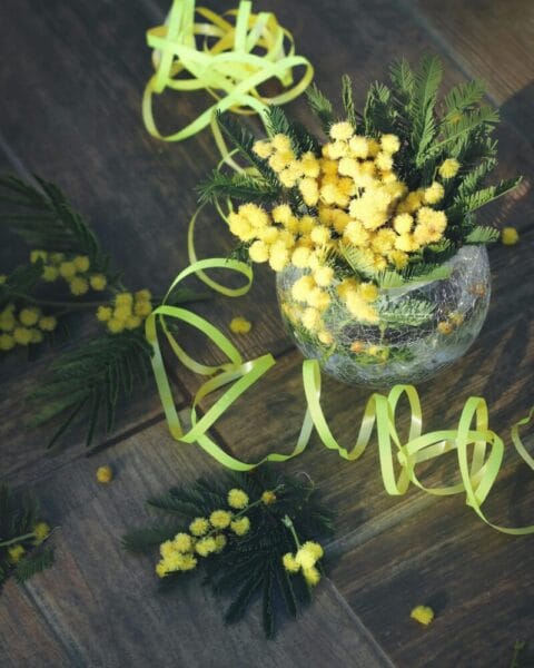 vaso di vetro con rametti di mimosa fresca e nastri gialli decorativi su un pavimento in legno scuro.